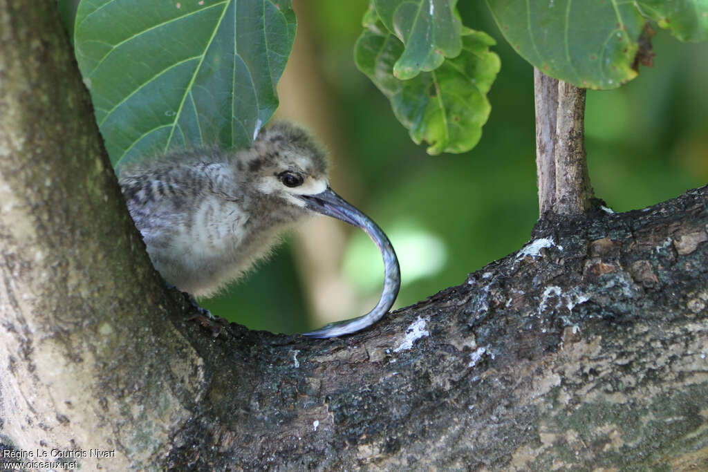 White Ternjuvenile, feeding habits