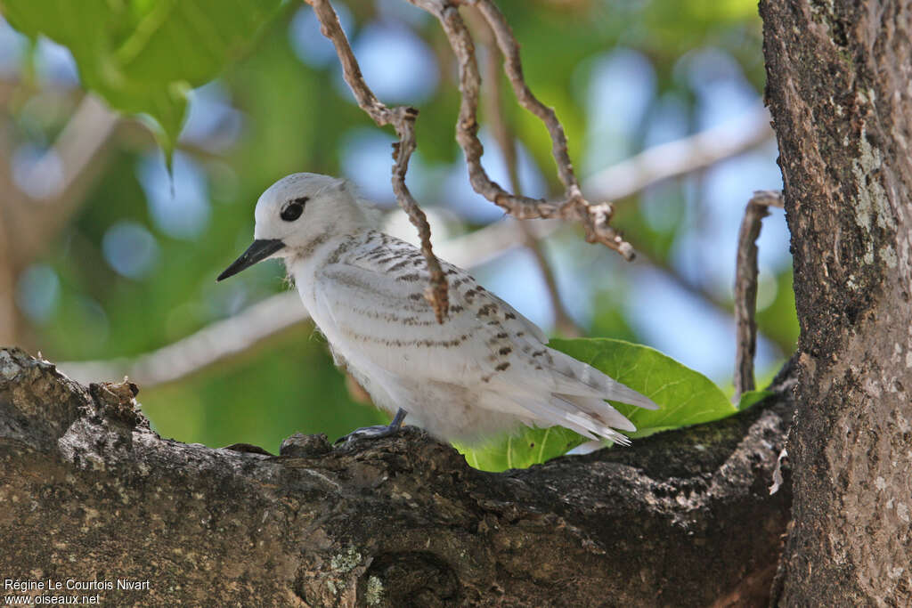 White Ternimmature, identification