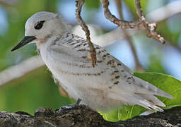 White Tern