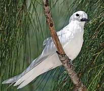 White Tern