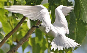 White Tern