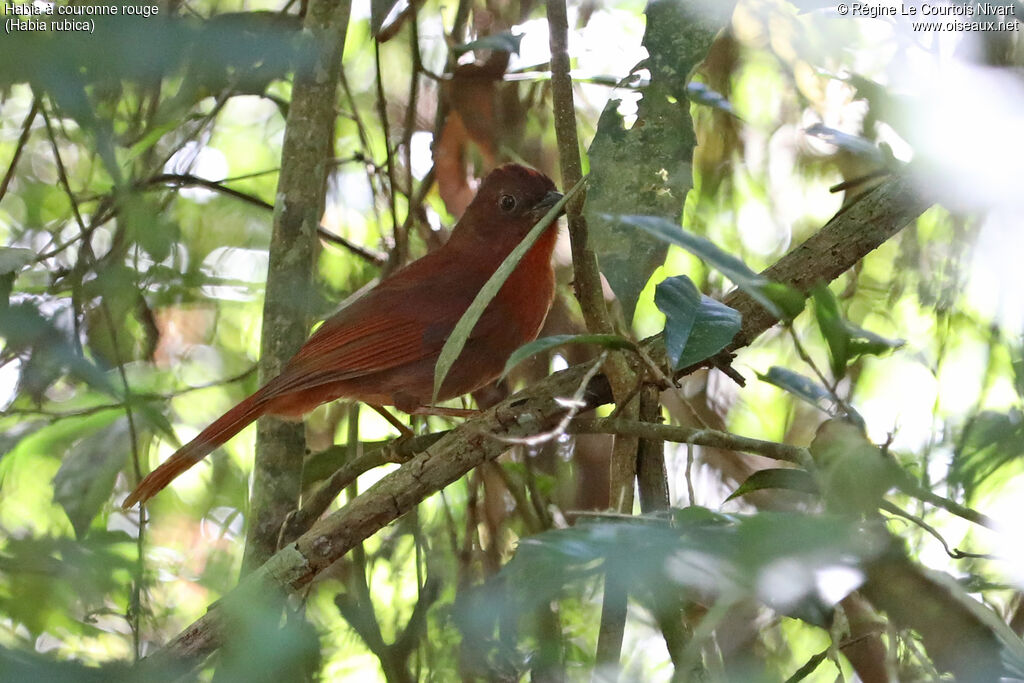 Habia à couronne rouge