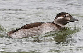 Long-tailed Duck