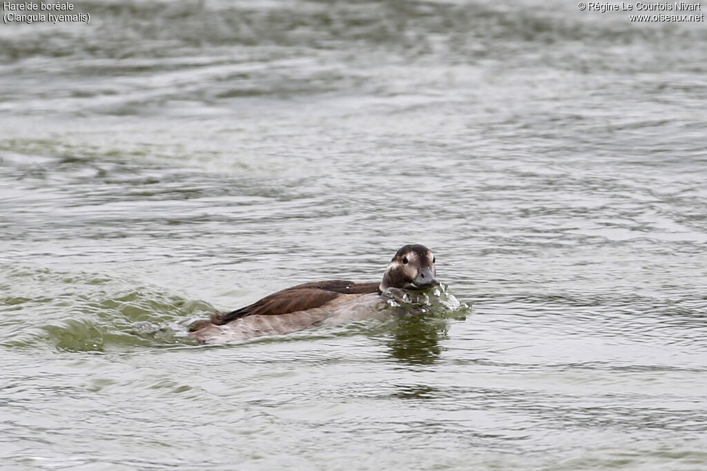 Long-tailed Duck