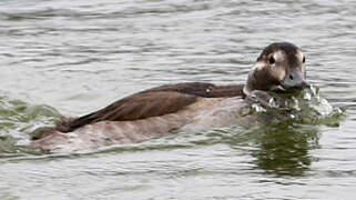 Long-tailed Duck