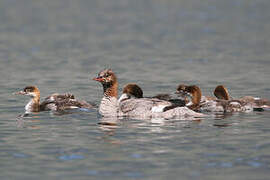 Common Merganser