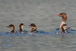 Common Merganser