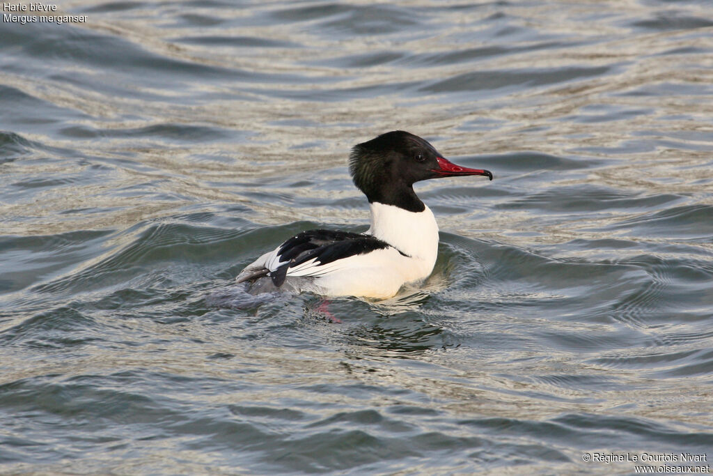 Common Merganser male adult, identification