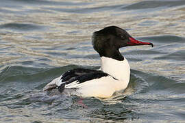 Common Merganser