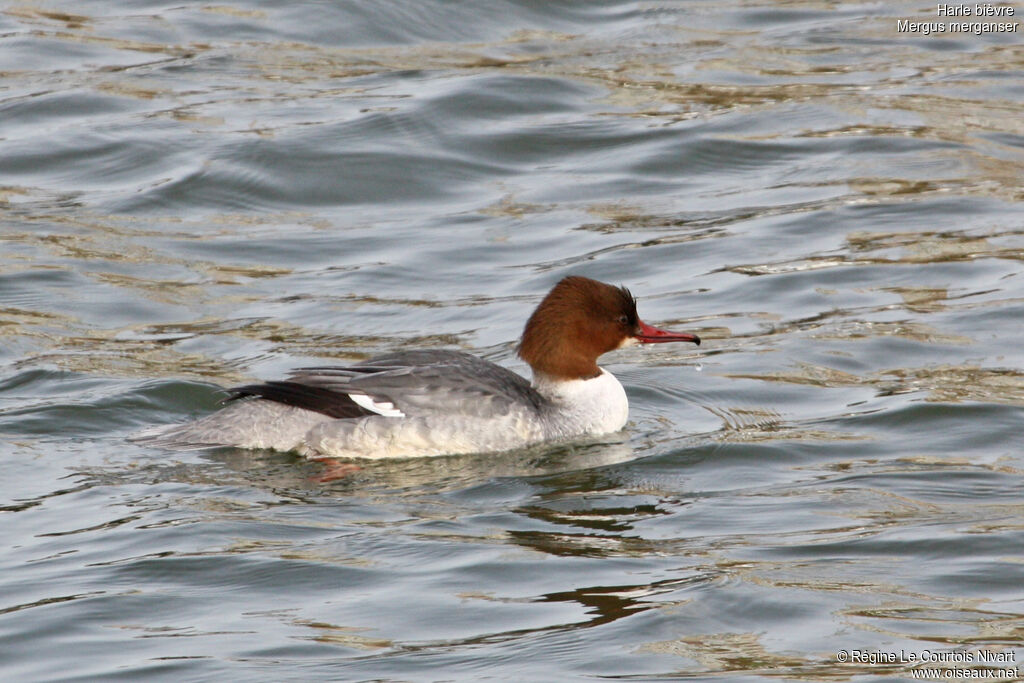 Common Merganser female, identification