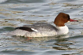 Common Merganser