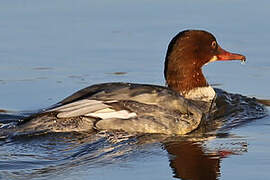 Common Merganser