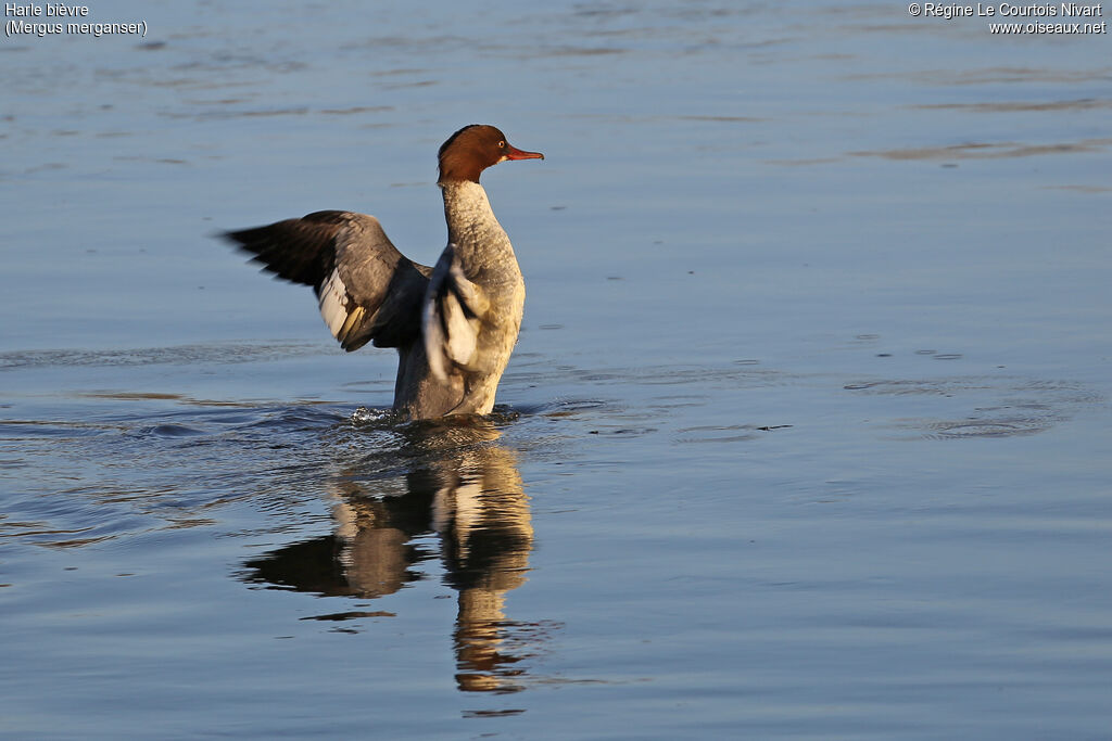 Common Merganser