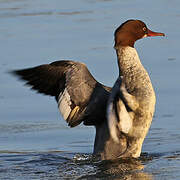 Common Merganser