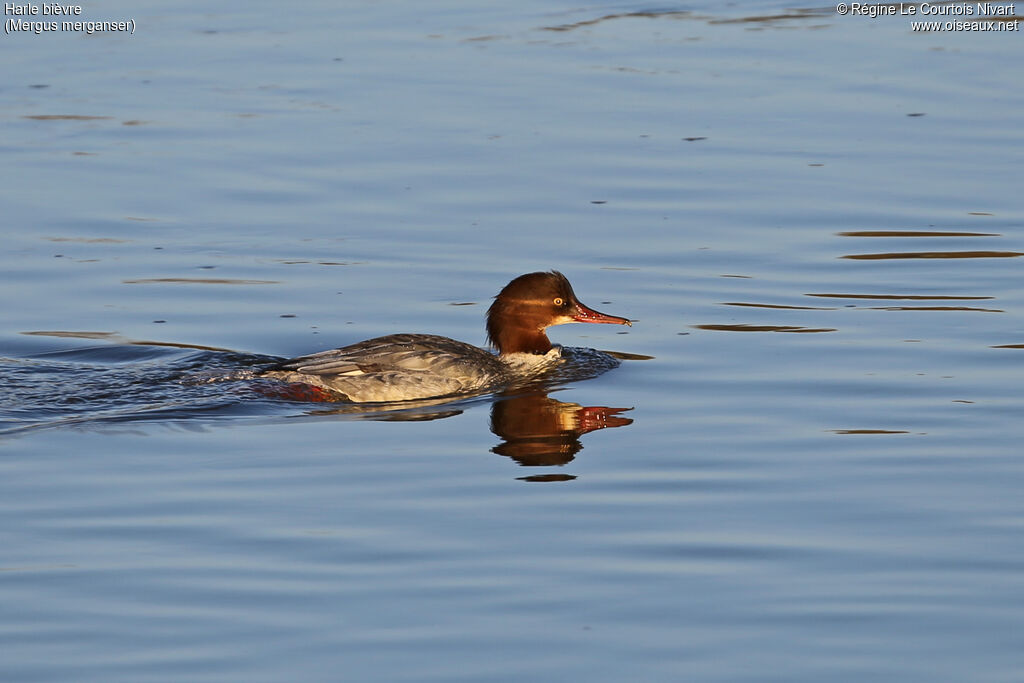 Common Merganser