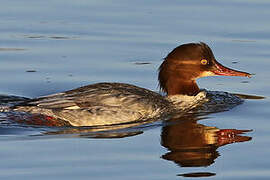 Common Merganser