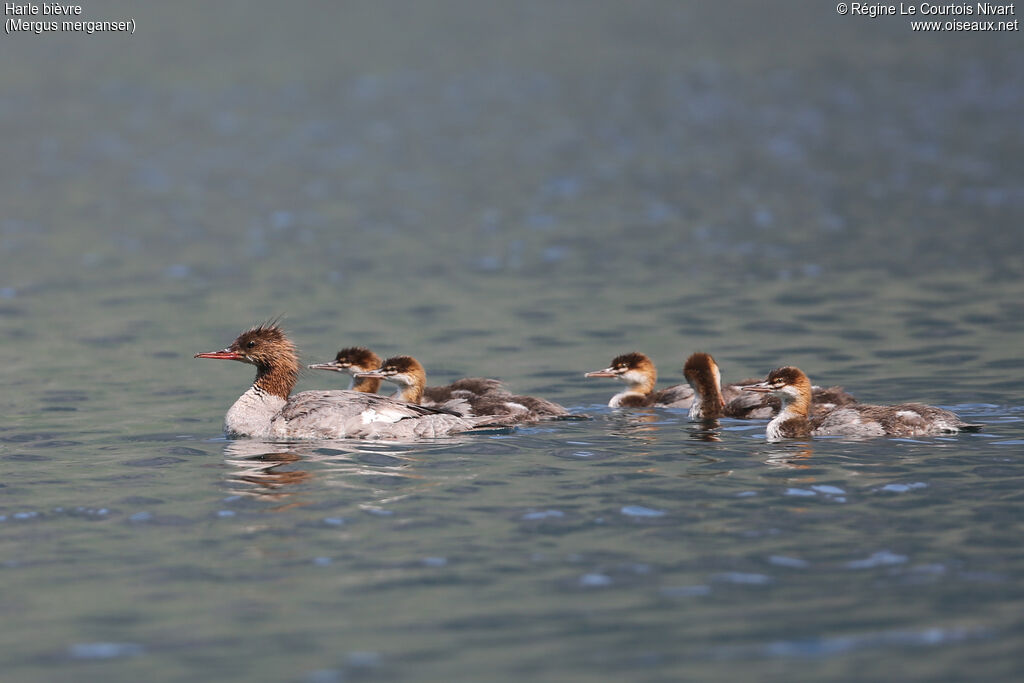 Common Merganser