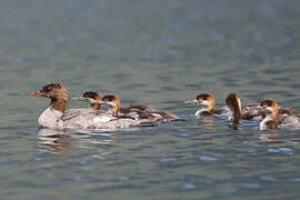 Common Merganser