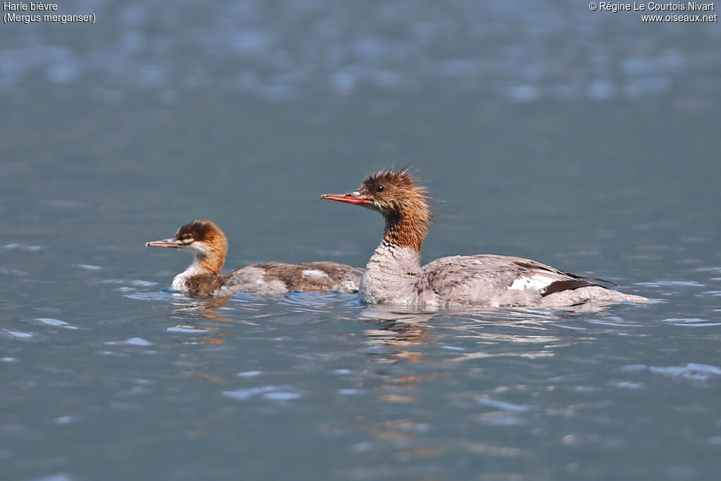 Common Merganser