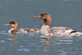 Common Merganser