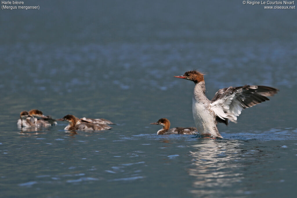 Common Merganser