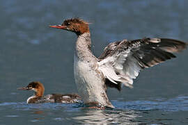 Common Merganser