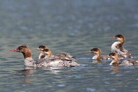 Common Merganser