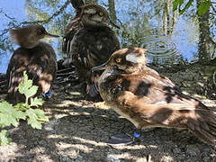 Hooded Merganser