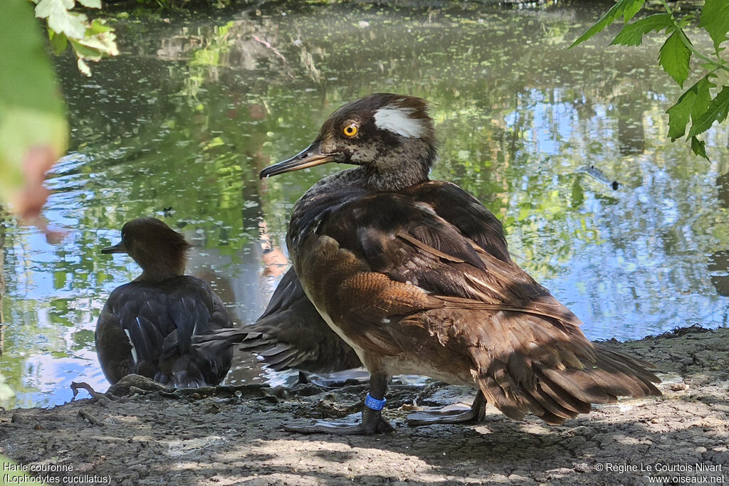 Harle couronné