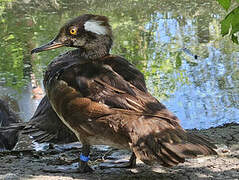 Hooded Merganser
