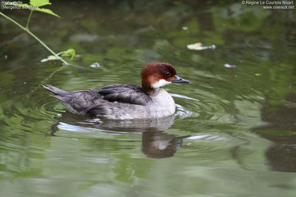 Smew