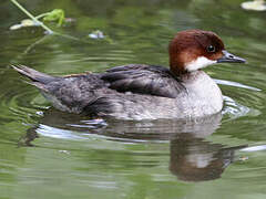 Smew