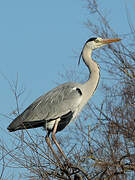 Grey Heron