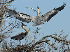 Grey Heron