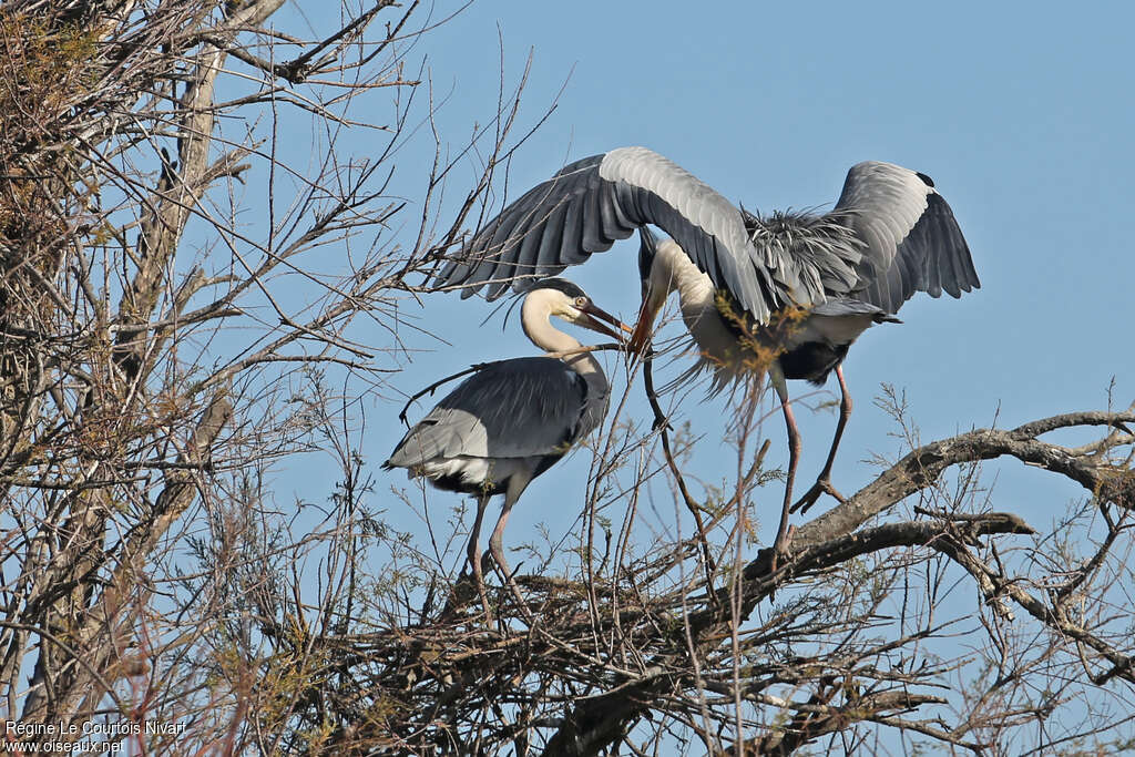 Grey Heronadult, Reproduction-nesting