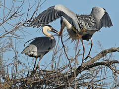 Grey Heron