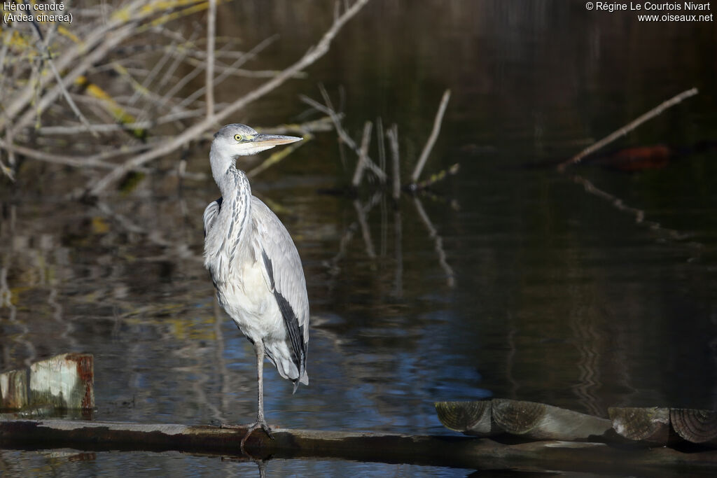 Grey Heron