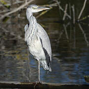 Grey Heron