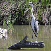 Grey Heron