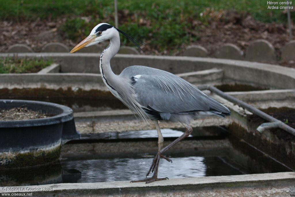 Grey Heron