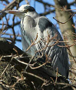 Grey Heron