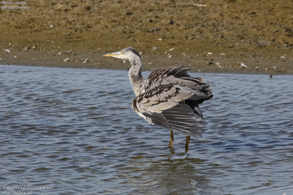 Grey Heron