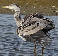 Grey Heron