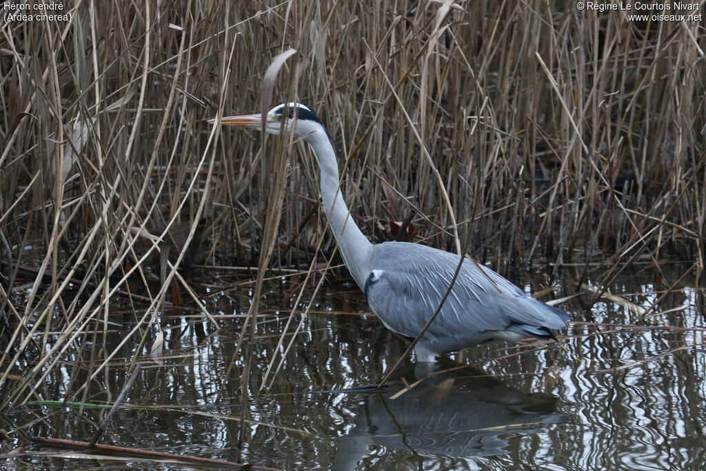 Grey Heron