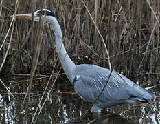 Grey Heron