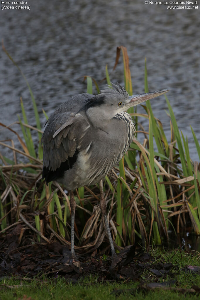 Grey Heron