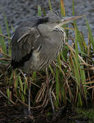 Grey Heron