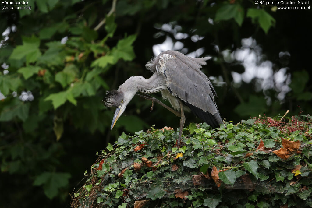 Grey Heronimmature