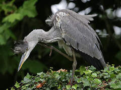 Grey Heron