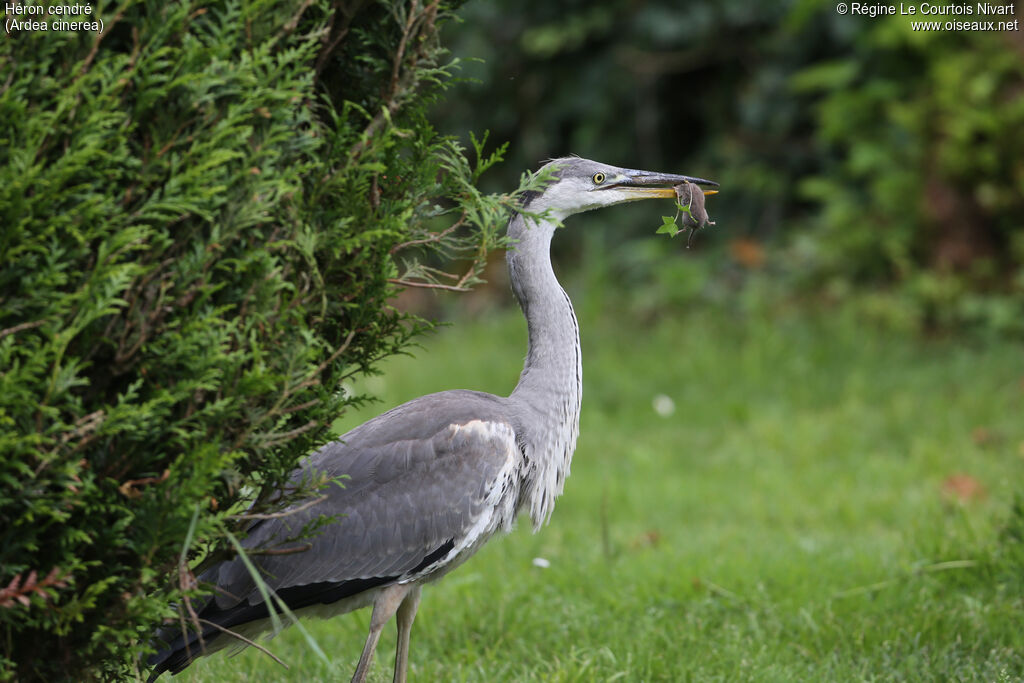 Grey Heronimmature, feeding habits, fishing/hunting, eats